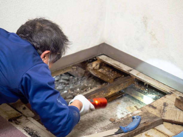 Best Emergency Mold Removal  in Harrisburg, NC