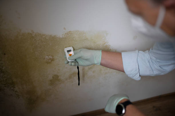 Trusted Harrisburg, NC Mold Removal Experts
