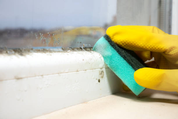 Best Mold Removal Near Me  in Harrisburg, NC
