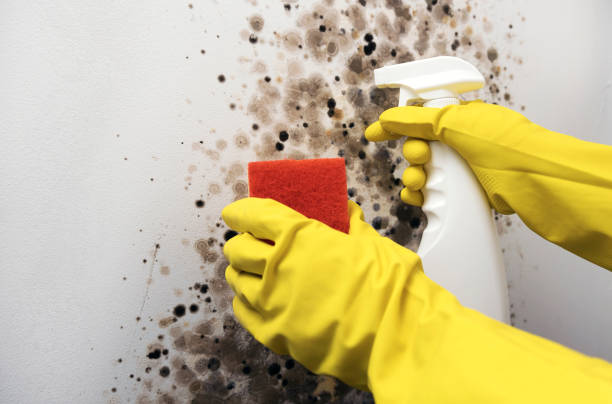 Best Affordable Mold Removal  in Harrisburg, NC