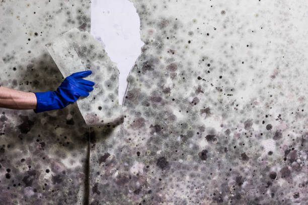 Best Local Mold Removal Service  in Harrisburg, NC